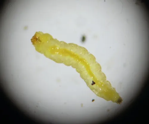 Ectoedemia intimella - photo 2