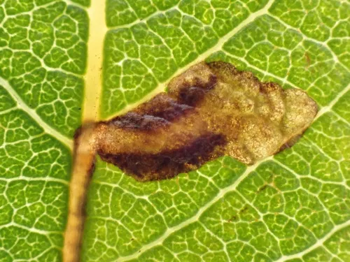 Ectoedemia intimella - photo 3