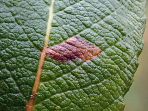 Ectoedemia intimella - photo 4