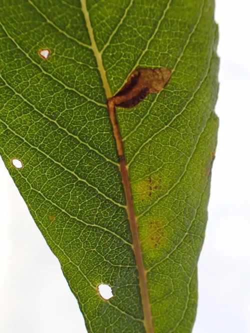 Ectoedemia intimella - photo 5