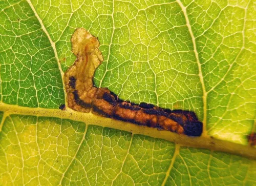 Ectoedemia intimella - photo 6
