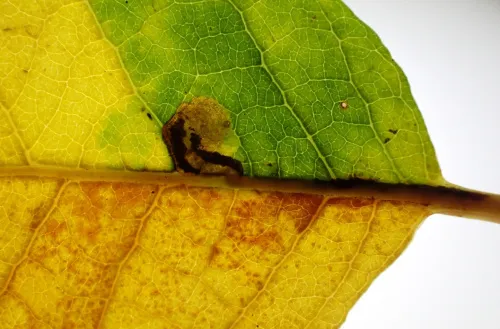 Ectoedemia intimella - photo 8