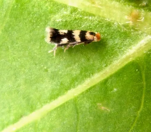 Etainia louisella