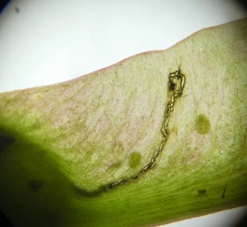 Etainia louisella - photo 3