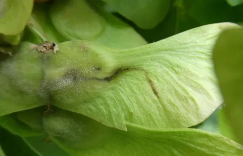 Etainia louisella - photo 4