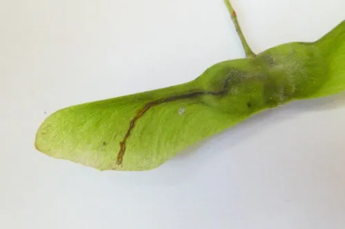 Etainia louisella - photo 5