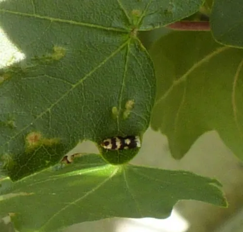 Etainia louisella - photo 6