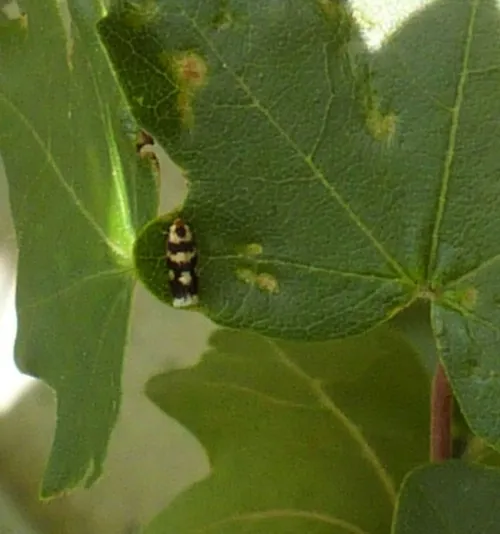 Etainia louisella - photo 8