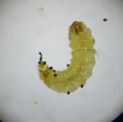Ectoedemia minimella - photo 2