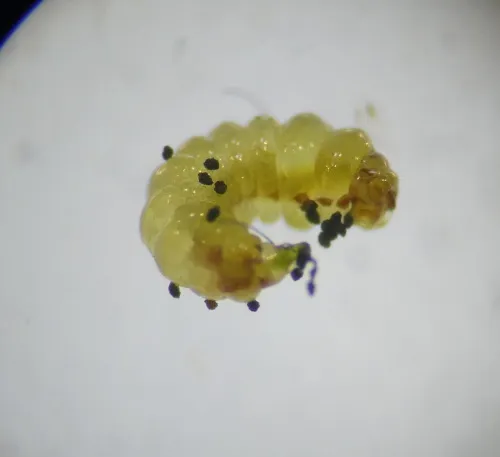 Ectoedemia minimella - photo 3