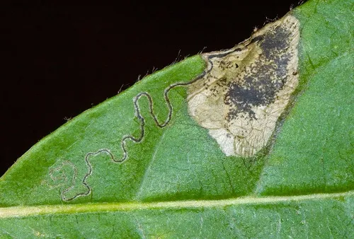 Ectoedemia nyssaefoliella - Hodges#0050