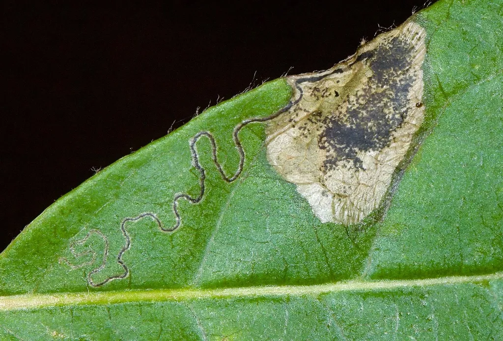 Ectoedemia nyssaefoliella - Hodges#0050 - photo 2