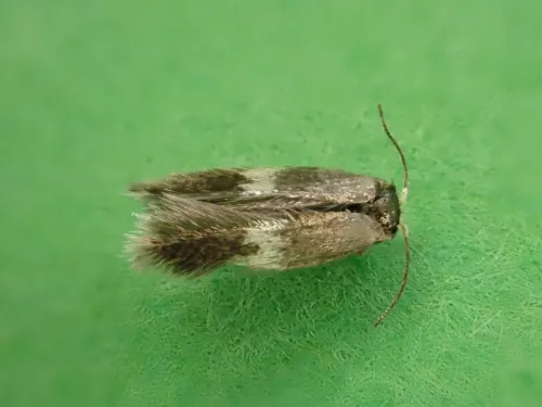 Ectoedemia occultella - Ectoedemia occultella