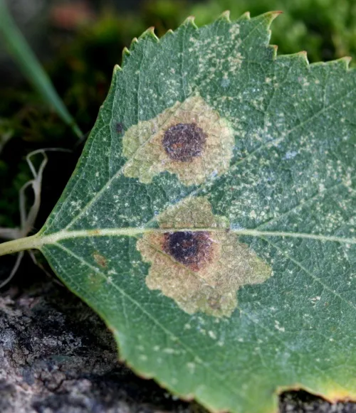 Ectoedemia occultella - photo 2