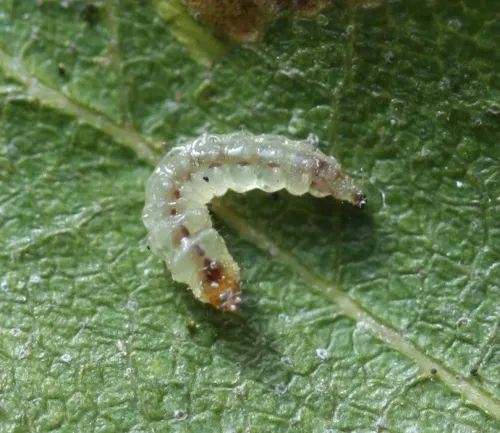 Ectoedemia occultella - photo 3