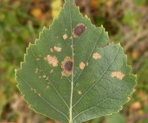 Ectoedemia occultella - photo 4