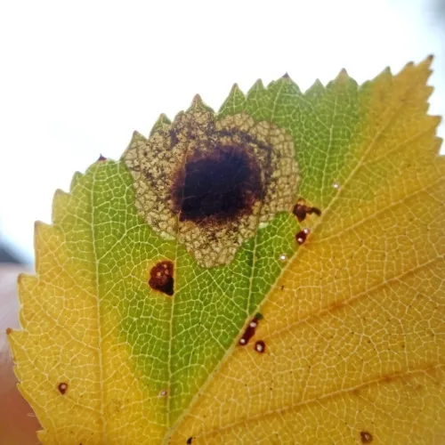 Ectoedemia occultella - photo 5