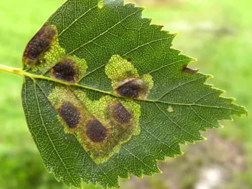 Ectoedemia occultella - photo 6