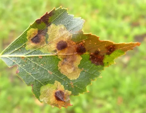 Ectoedemia occultella - photo 7