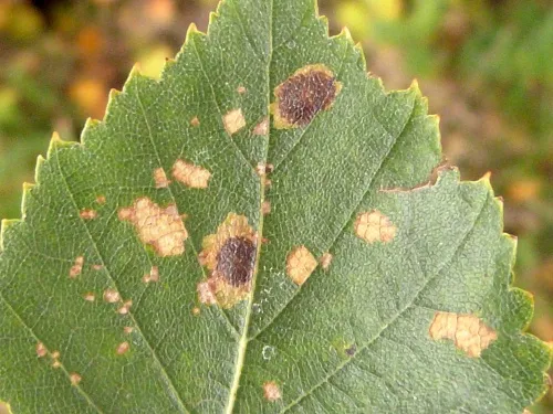 Ectoedemia occultella - photo 8