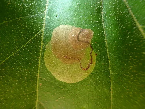 Sycamore Leaf Blotch Miner - photo 3