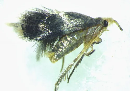 Sycamore Leaf Blotch Miner - photo 4