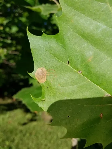 Sycamore Leaf Blotch Miner - photo 5