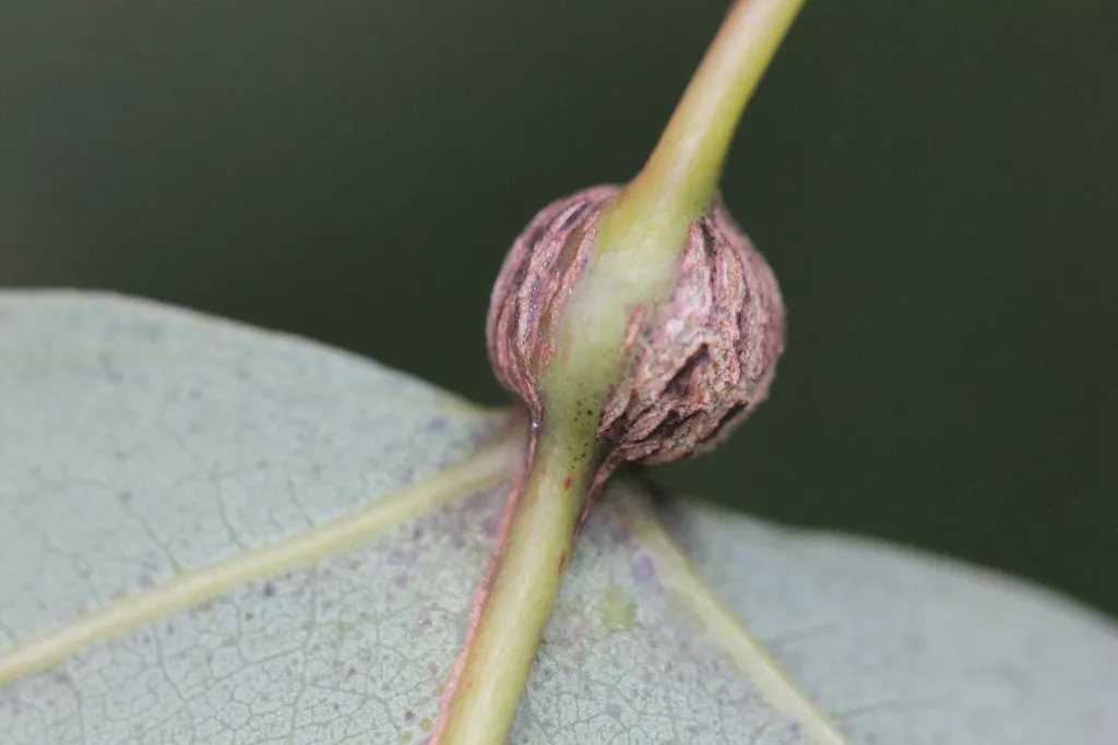 Aspen Petiole Gall Moth - photo 2
