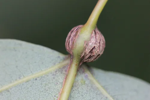 Aspen Petiole Gall Moth - photo 4