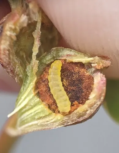 Aspen Petiole Gall Moth - photo 5