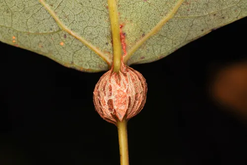 Aspen Petiole Gall Moth - photo 6