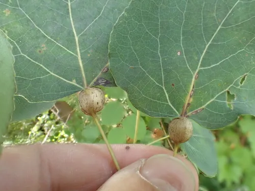 Aspen Petiole Gall Moth - photo 7