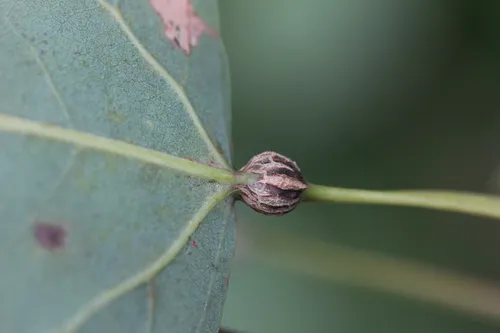 Aspen Petiole Gall Moth - photo 8