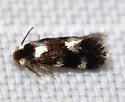 Ectoedemia quadrinotata - Hodges#0051 - photo 2
