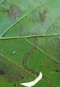 Ectoedemia quadrinotata - Hodges#0051 - photo 5