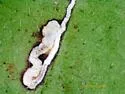 Ectoedemia rubifoliella - Hodges#0048 - photo 2