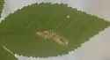 Ectoedemia rubifoliella - Hodges#0048 - photo 4