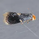 Ectoedemia similella - Hodges#0045 - Ectoedemia similella