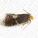 Ectoedemia similella - Hodges#0045 - photo 2
