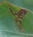 Ectoedemia similella - Hodges#0045 - photo 3