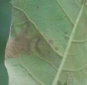 Ectoedemia similella - Hodges#0045 - photo 4