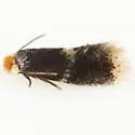 Ectoedemia similella - Hodges#0045 - photo 5