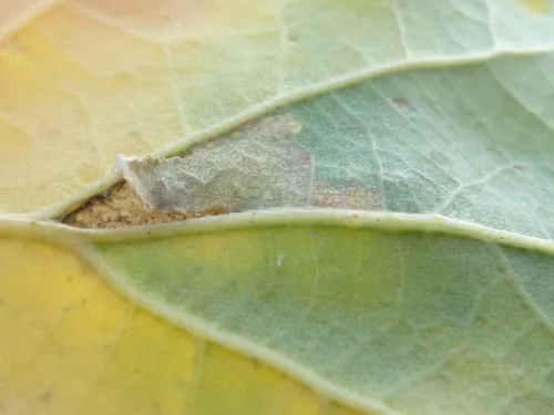 Ectoedemia subbimaculella - photo 2