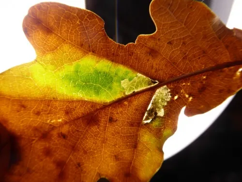 Ectoedemia subbimaculella - photo 3