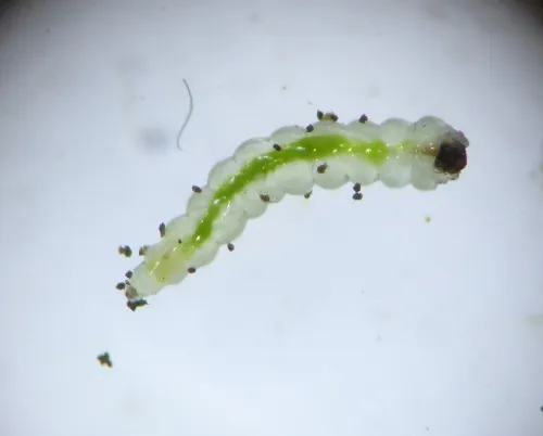 Ectoedemia subbimaculella - photo 4