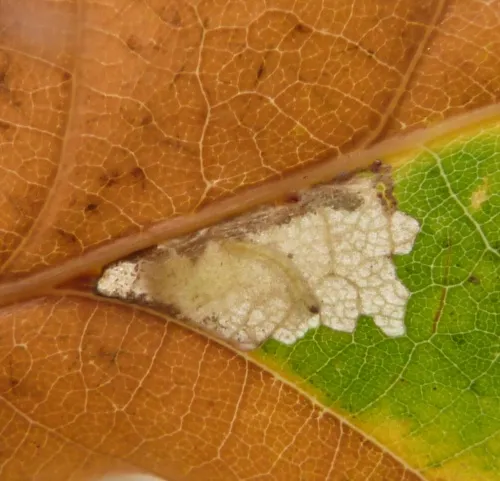 Ectoedemia subbimaculella - photo 5