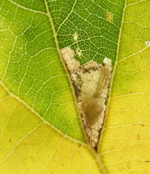 Ectoedemia subbimaculella - photo 6