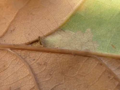 Ectoedemia subbimaculella - photo 7