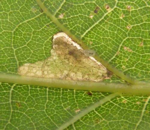 Ectoedemia subbimaculella - photo 8