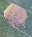 Ectoedemia trinotata - Hodges#0041